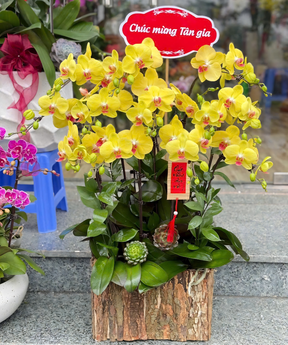 Lan Hồ Điệp - LHĐ2
