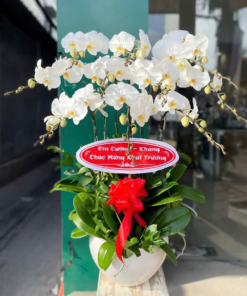 Lan Hồ Điệp - LHĐ6